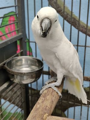 eclectus parrot for sale florida