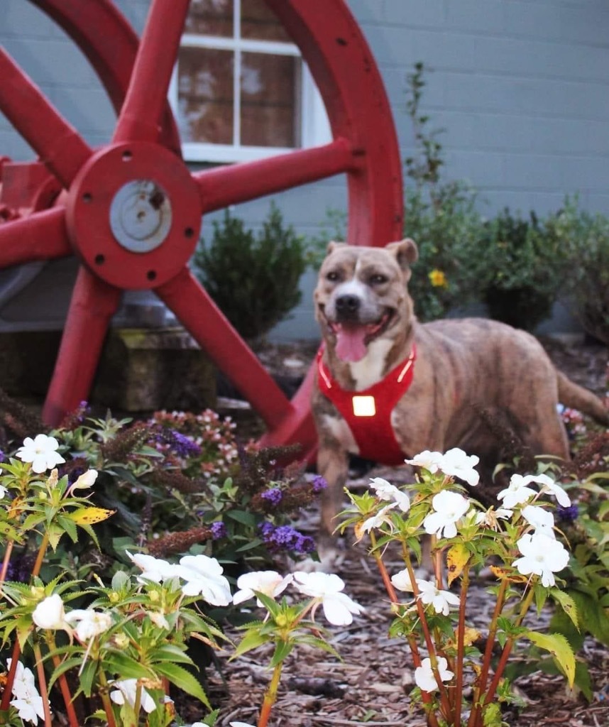 Fancy, an adoptable Staffordshire Bull Terrier, Pit Bull Terrier in Dalton, GA, 30721 | Photo Image 1