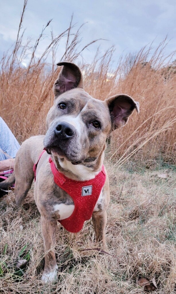 Fancy, an adoptable Staffordshire Bull Terrier, Pit Bull Terrier in Dalton, GA, 30721 | Photo Image 2