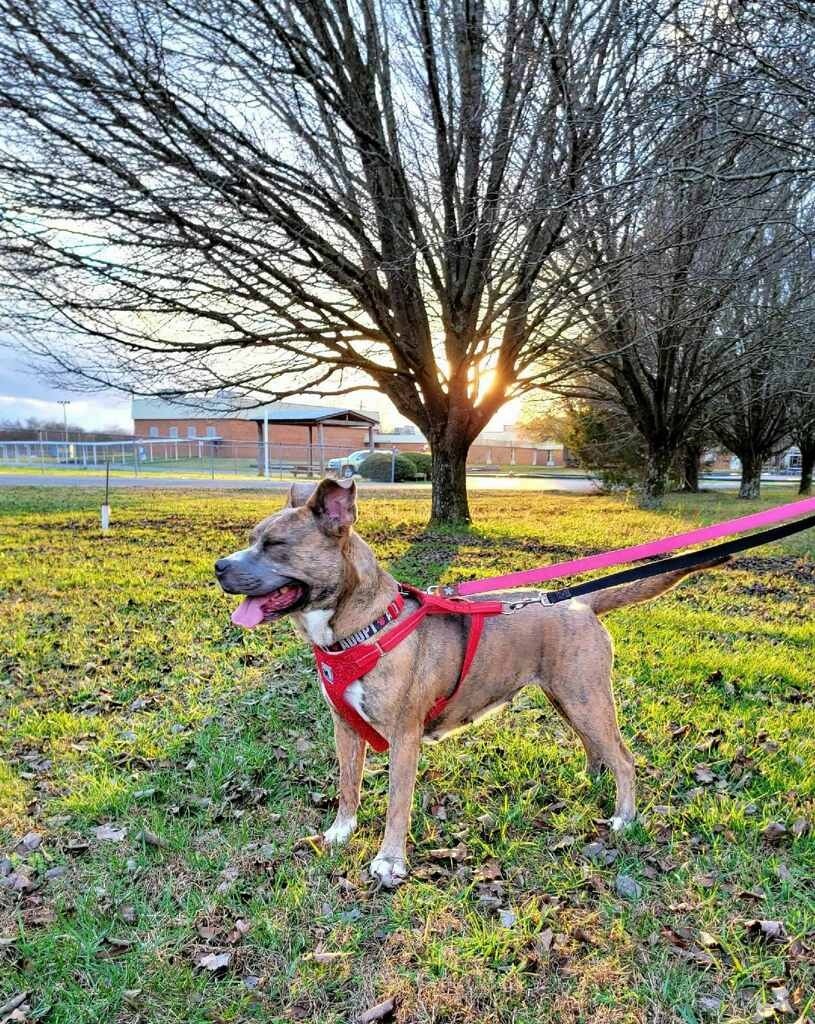 Fancy, an adoptable Staffordshire Bull Terrier, Pit Bull Terrier in Dalton, GA, 30721 | Photo Image 3