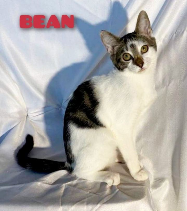 BEAN, an adoptable Turkish Van & Domestic Short Hair Mix in HEMET, CA_image-4