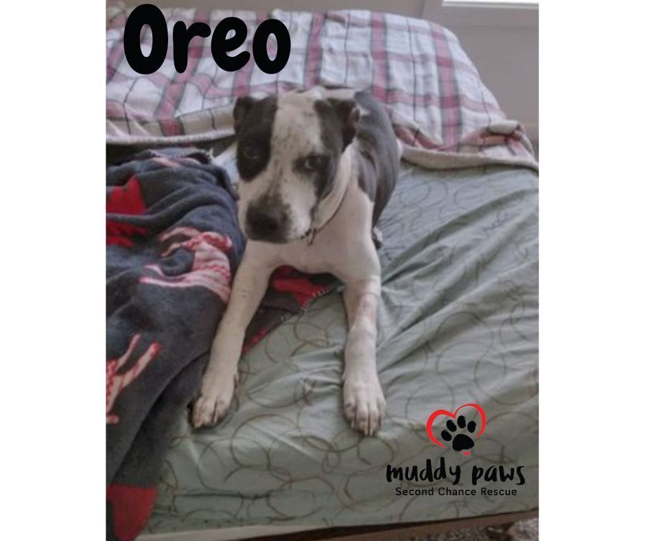 Oreo