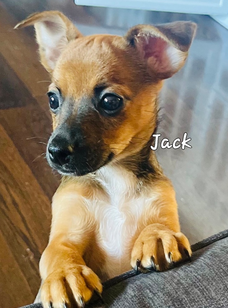 Jack