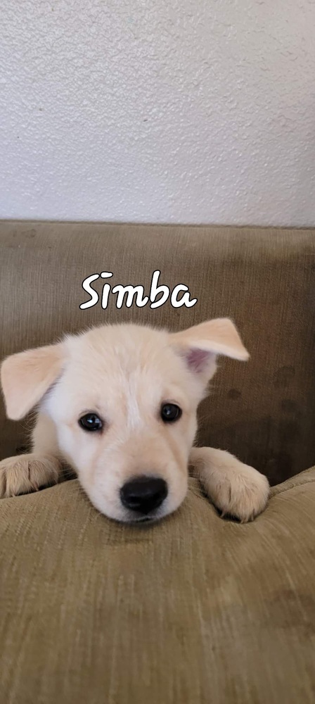 SIMBA