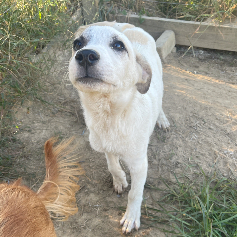 A.J., an adoptable Labrador Retriever in Sharon, VT, 05065 | Photo Image 6