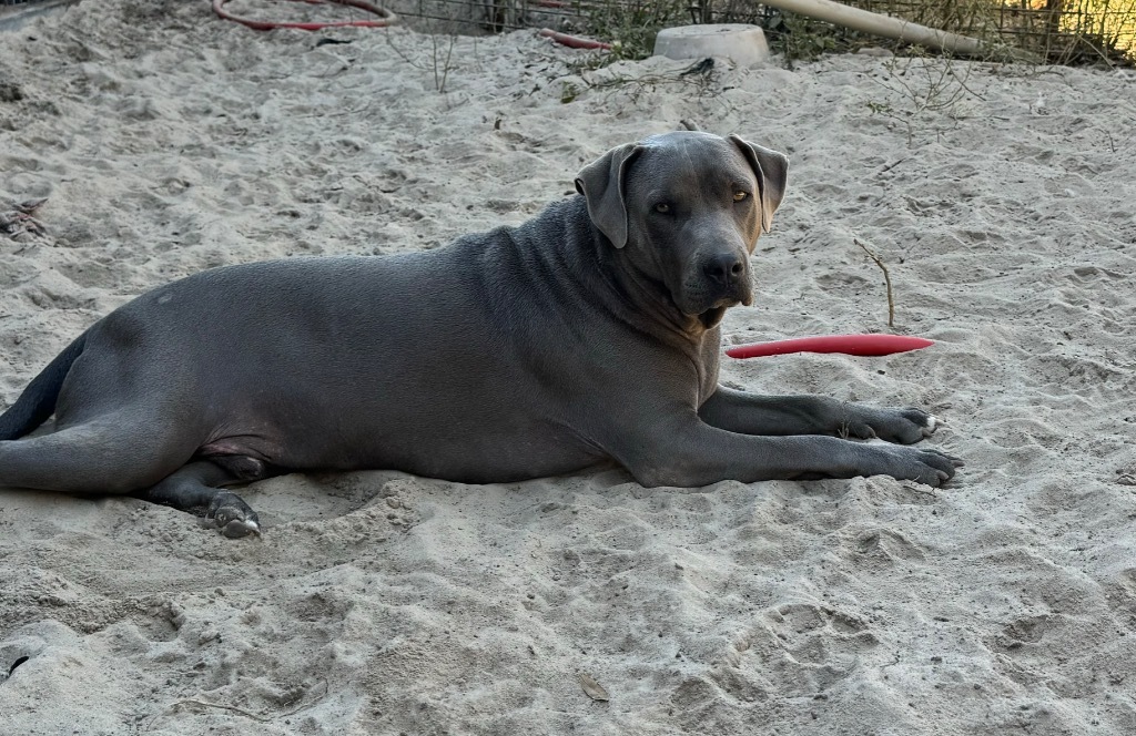 Greyson, an adoptable Pit Bull Terrier, Mixed Breed in Waynesville, GA, 31566 | Photo Image 1