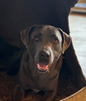 Greyson