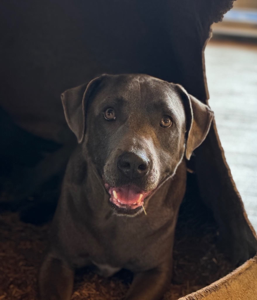 Greyson, an adoptable Pit Bull Terrier, Mixed Breed in Waynesville, GA, 31566 | Photo Image 1