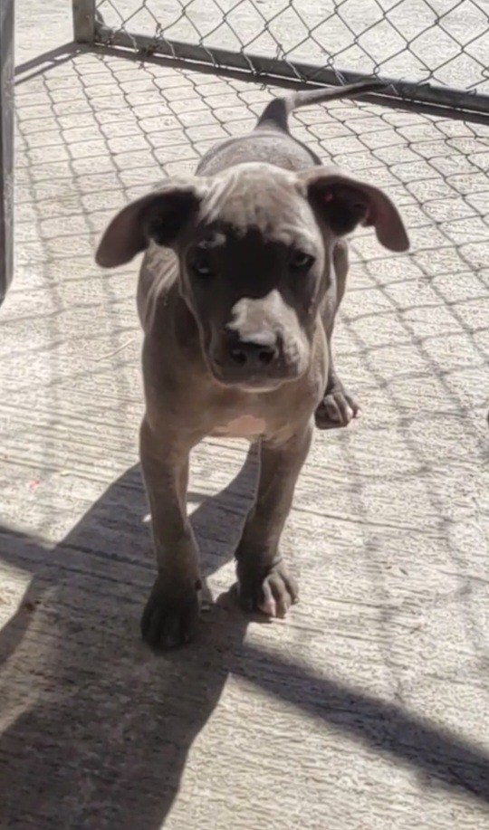 Greyson, an adoptable Pit Bull Terrier, Mixed Breed in Waynesville, GA, 31566 | Photo Image 2