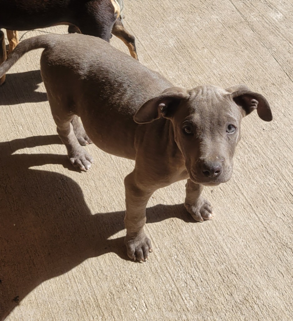 Greyson, an adoptable Pit Bull Terrier, Mixed Breed in Waynesville, GA, 31566 | Photo Image 3
