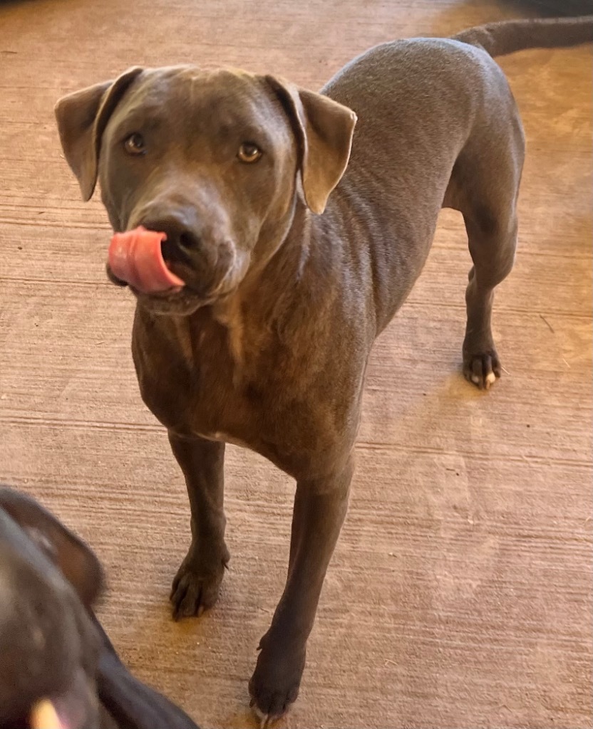 Greyson, an adoptable Pit Bull Terrier, Mixed Breed in Waynesville, GA, 31566 | Photo Image 3