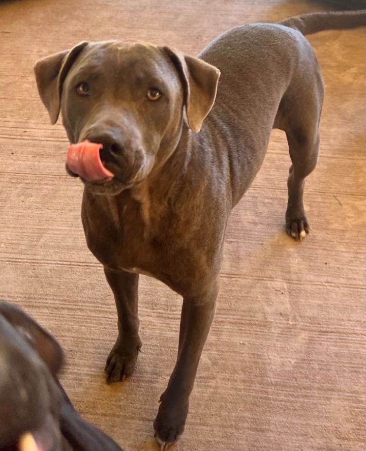 Greyson 3