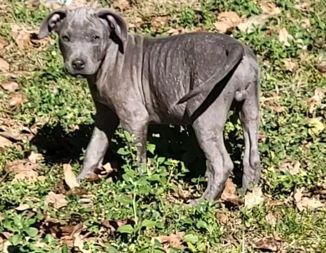 Greyson, an adoptable Pit Bull Terrier, Mixed Breed in Waynesville, GA, 31566 | Photo Image 4