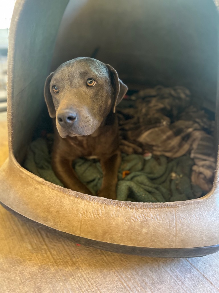 Greyson, an adoptable Pit Bull Terrier, Mixed Breed in Waynesville, GA, 31566 | Photo Image 4