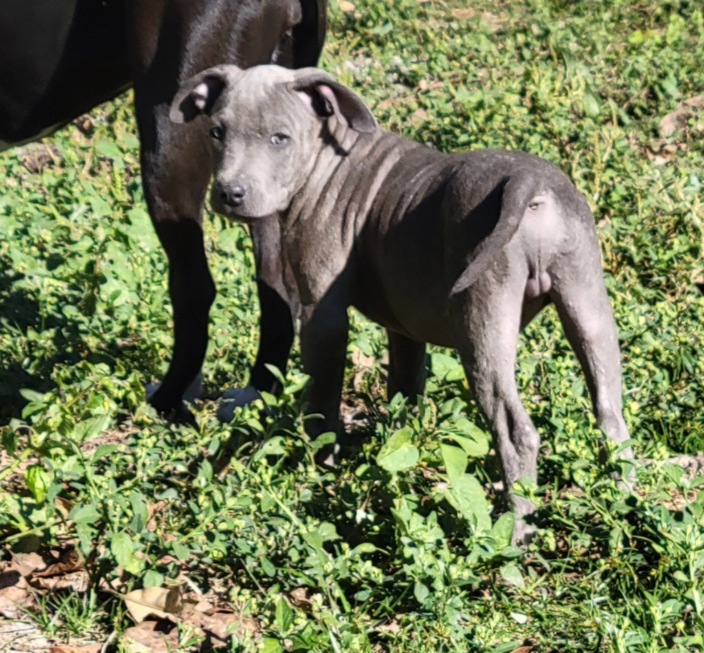 Greyson, an adoptable Pit Bull Terrier, Mixed Breed in Waynesville, GA, 31566 | Photo Image 5