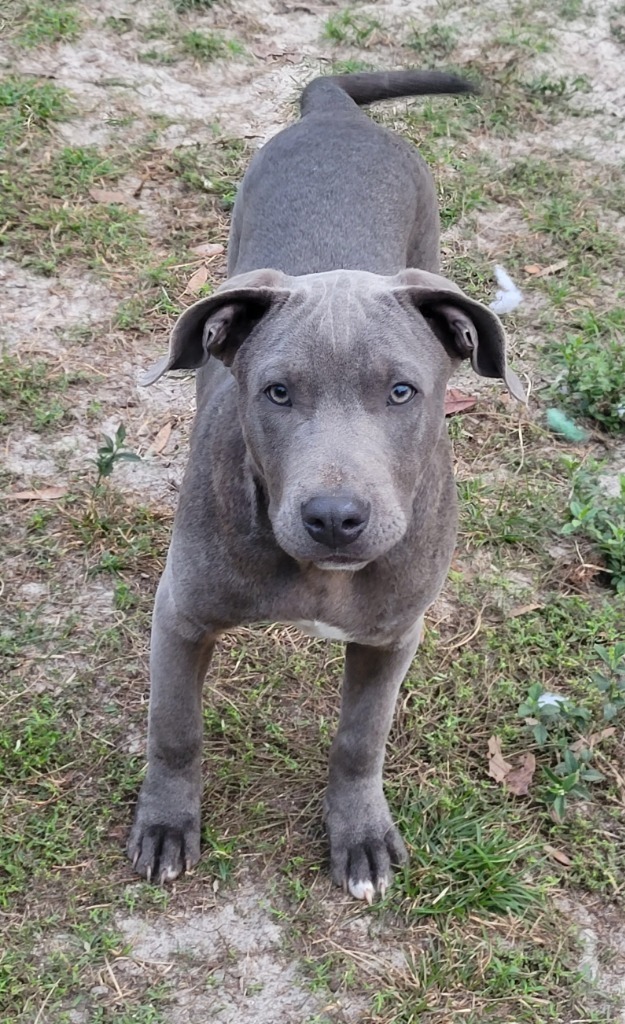 Greyson, an adoptable Pit Bull Terrier, Mixed Breed in Waynesville, GA, 31566 | Photo Image 6