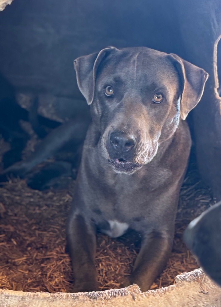 Greyson, an adoptable Pit Bull Terrier, Mixed Breed in Waynesville, GA, 31566 | Photo Image 6