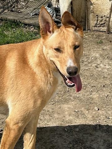 Kenna, an adoptable Shepherd, Labrador Retriever in Portland, IN, 47371 | Photo Image 5