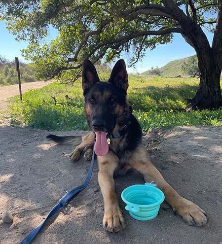 Ruger