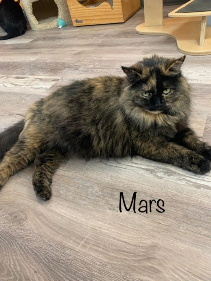 Mars, an adoptable Tortoiseshell & Domestic Medium Hair Mix in Saint George, UT_image-2