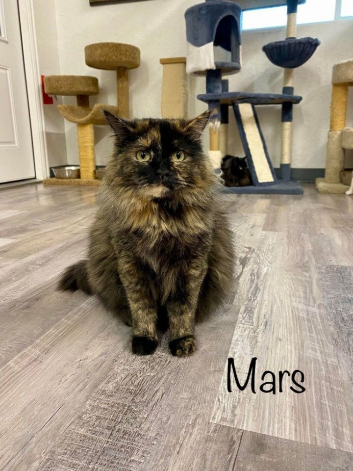 Mars, an adoptable Tortoiseshell & Domestic Medium Hair Mix in Saint George, UT_image-3