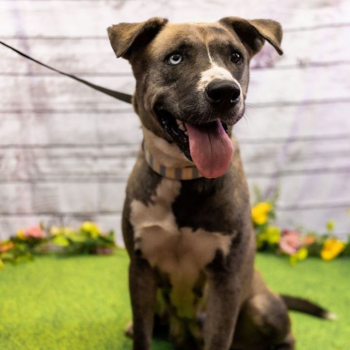 Peyton, an adoptable Husky & Pit Bull Terrier Mix in Portland, OR_image-2