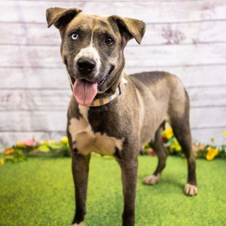 Peyton, an adoptable Husky & Pit Bull Terrier Mix in Justin, TX_image-1