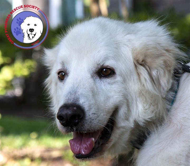 Sam, an adoptable Great Pyrenees in Spring, TX_image-1