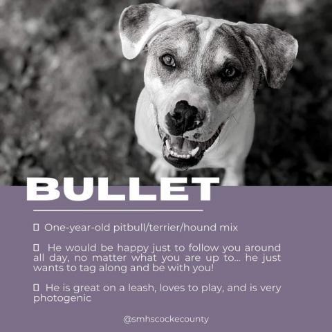 Bullet, an adoptable Pit Bull Terrier & Hound Mix in Newport, TN_image-5