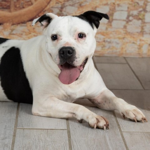 Peachy, an adoptable Pit Bull Terrier in Newport, TN, 37821 | Photo Image 1
