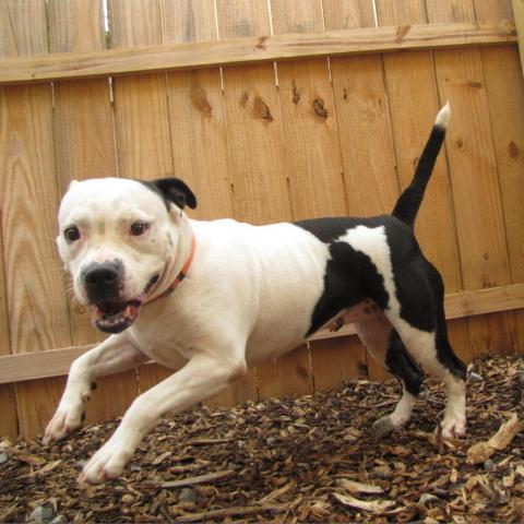 Peachy, an adoptable Pit Bull Terrier in Newport, TN, 37821 | Photo Image 3