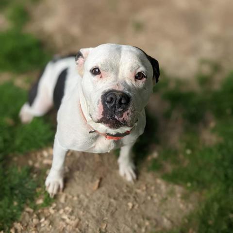 Peachy, an adoptable Pit Bull Terrier in Newport, TN, 37821 | Photo Image 3