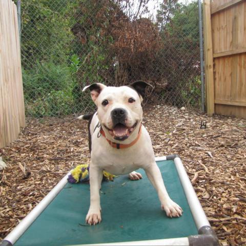 Peachy, an adoptable Pit Bull Terrier in Newport, TN_image-4