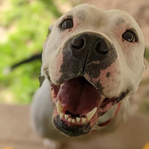 Peachy, an adoptable Pit Bull Terrier in Newport, TN, 37821 | Photo Image 4