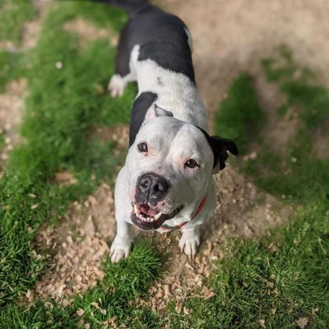 Peachy, an adoptable Pit Bull Terrier in Newport, TN, 37821 | Photo Image 5