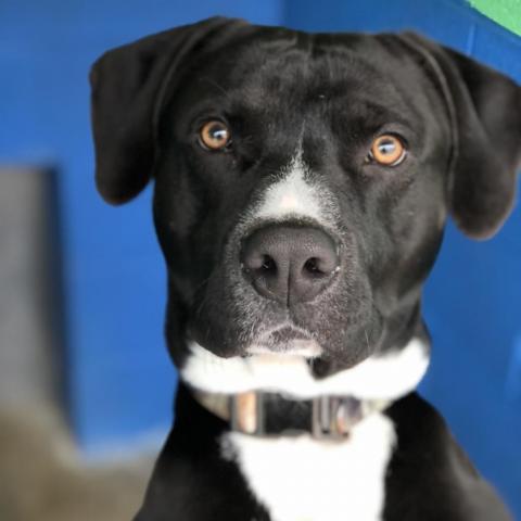 Zeus, an adoptable Black Labrador Retriever & Boxer Mix in Newport, TN_image-1