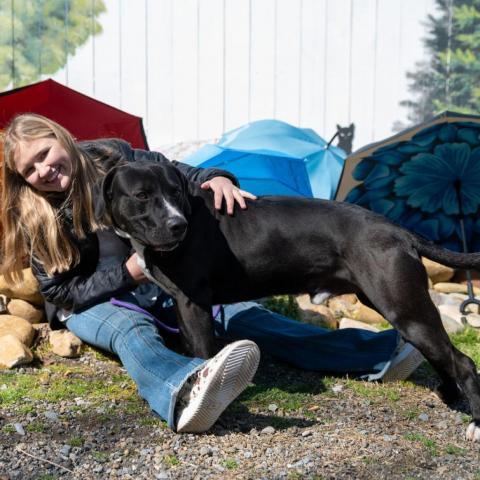 Zeus, an adoptable Black Labrador Retriever & Boxer Mix in Newport, TN_image-3