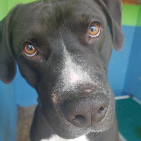 Zeus, an adoptable Black Labrador Retriever & Boxer Mix in Newport, TN_image-4
