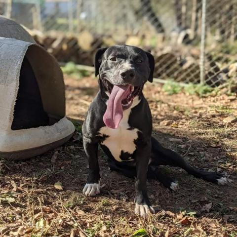 Zeus, an adoptable Black Labrador Retriever & Boxer Mix in Newport, TN_image-6
