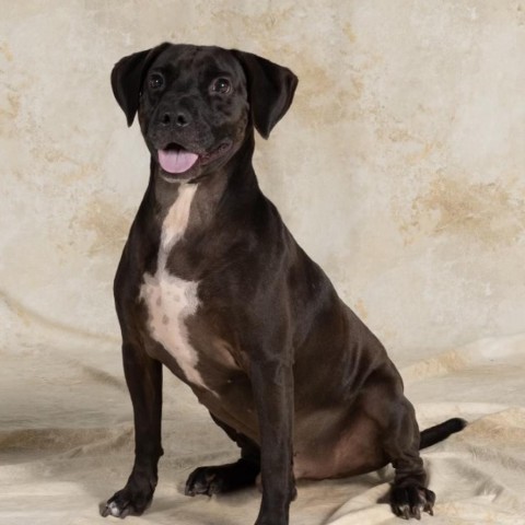 Brodie, an adoptable Pit Bull Terrier & Hound Mix in Newport, TN_image-1