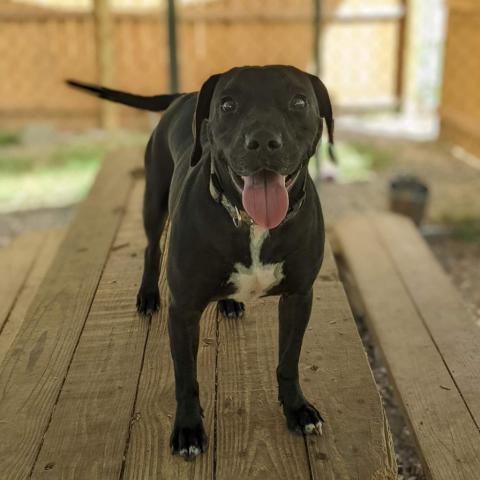 Brodie, an adoptable Pit Bull Terrier, Hound in Newport, TN, 37821 | Photo Image 2