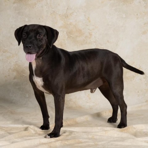 Brodie, an adoptable Pit Bull Terrier, Hound in Newport, TN, 37821 | Photo Image 3