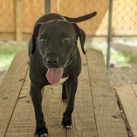 Brodie, an adoptable Pit Bull Terrier, Hound in Newport, TN, 37821 | Photo Image 5