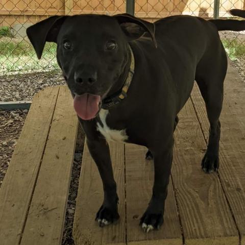 Brodie, an adoptable Pit Bull Terrier, Hound in Newport, TN, 37821 | Photo Image 6