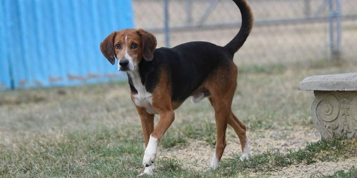 McGruff, an adoptable Treeing Walker Coonhound Mix in West Point, MS_image-1