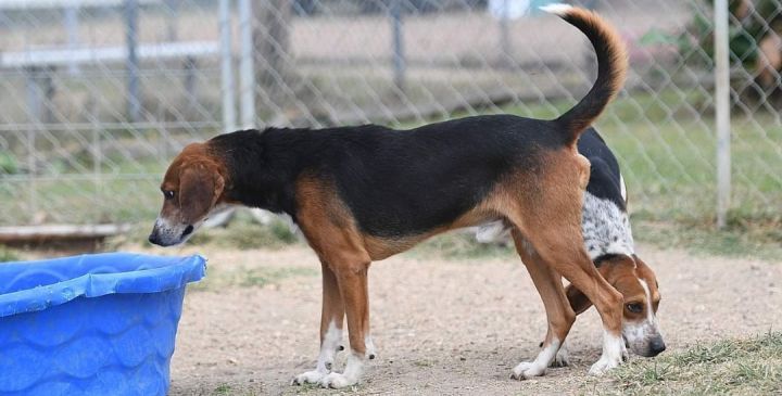 McGruff, an adoptable Treeing Walker Coonhound Mix in West Point, MS_image-3