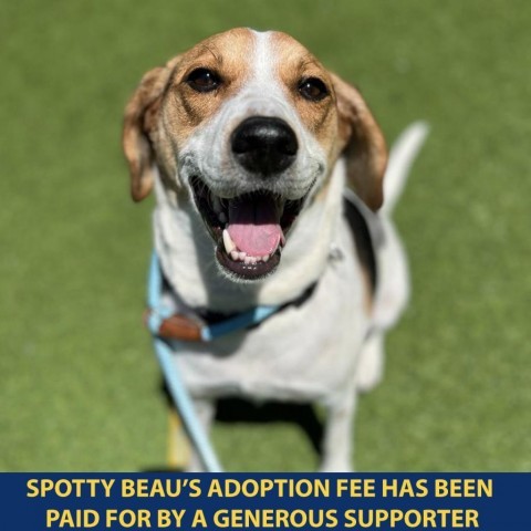 Spotty Beau, an adoptable Mixed Breed in New York, NY_image-1