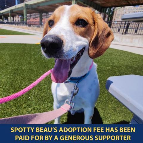 Spotty Beau, an adoptable Mixed Breed in New York, NY_image-2