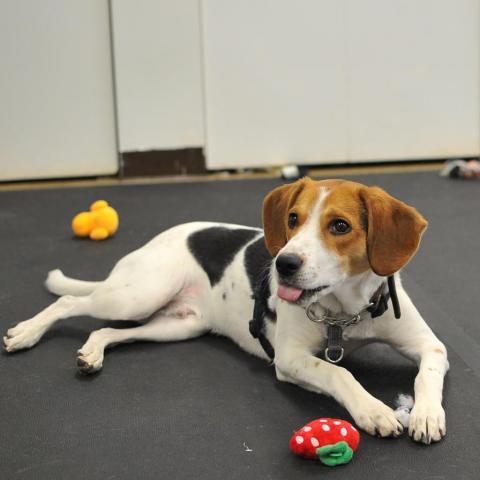 Spotty Beau 4