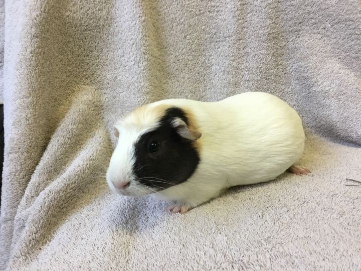 Oliviana ( Bonded to Olathea), an adoptable Guinea Pig in San Diego, CA_image-2